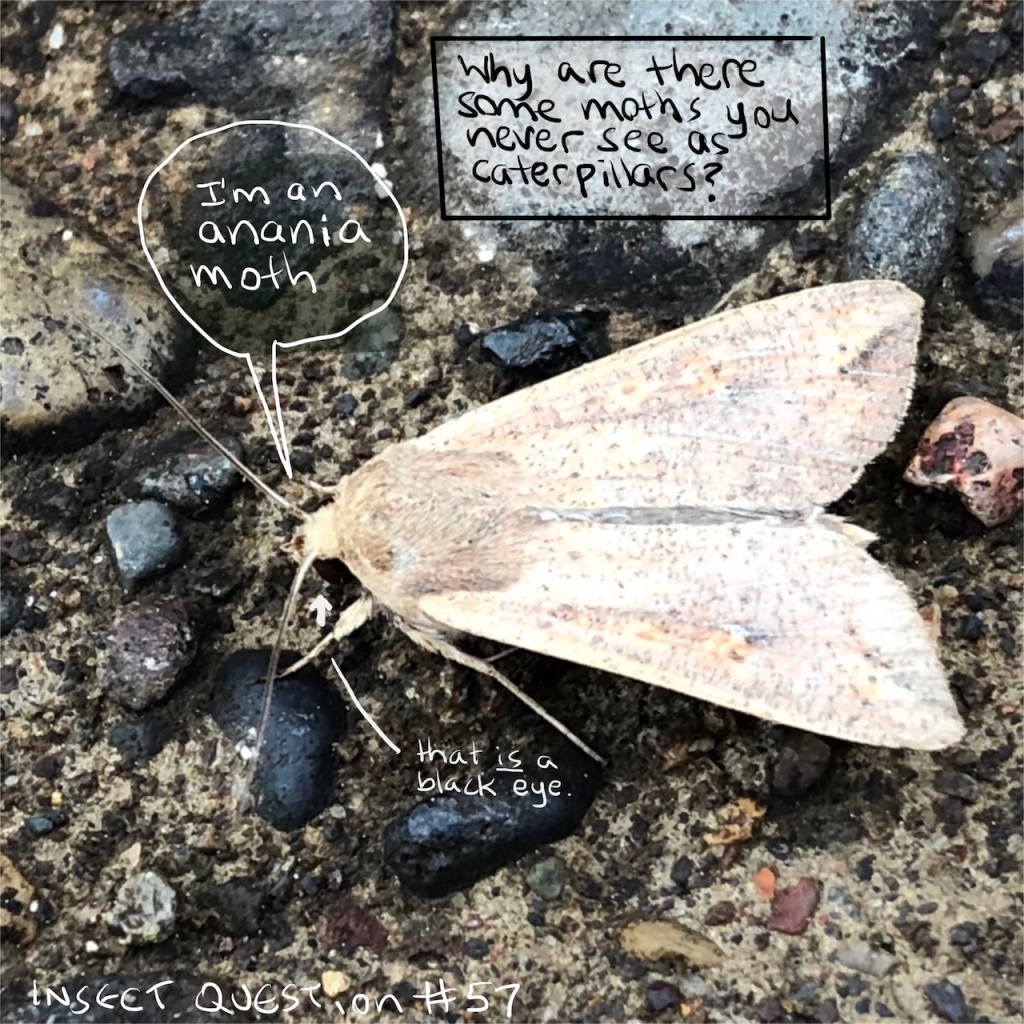 Anania moth
